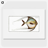 1-64_Ichtyologie-ou-Histoire-naturelle_picture