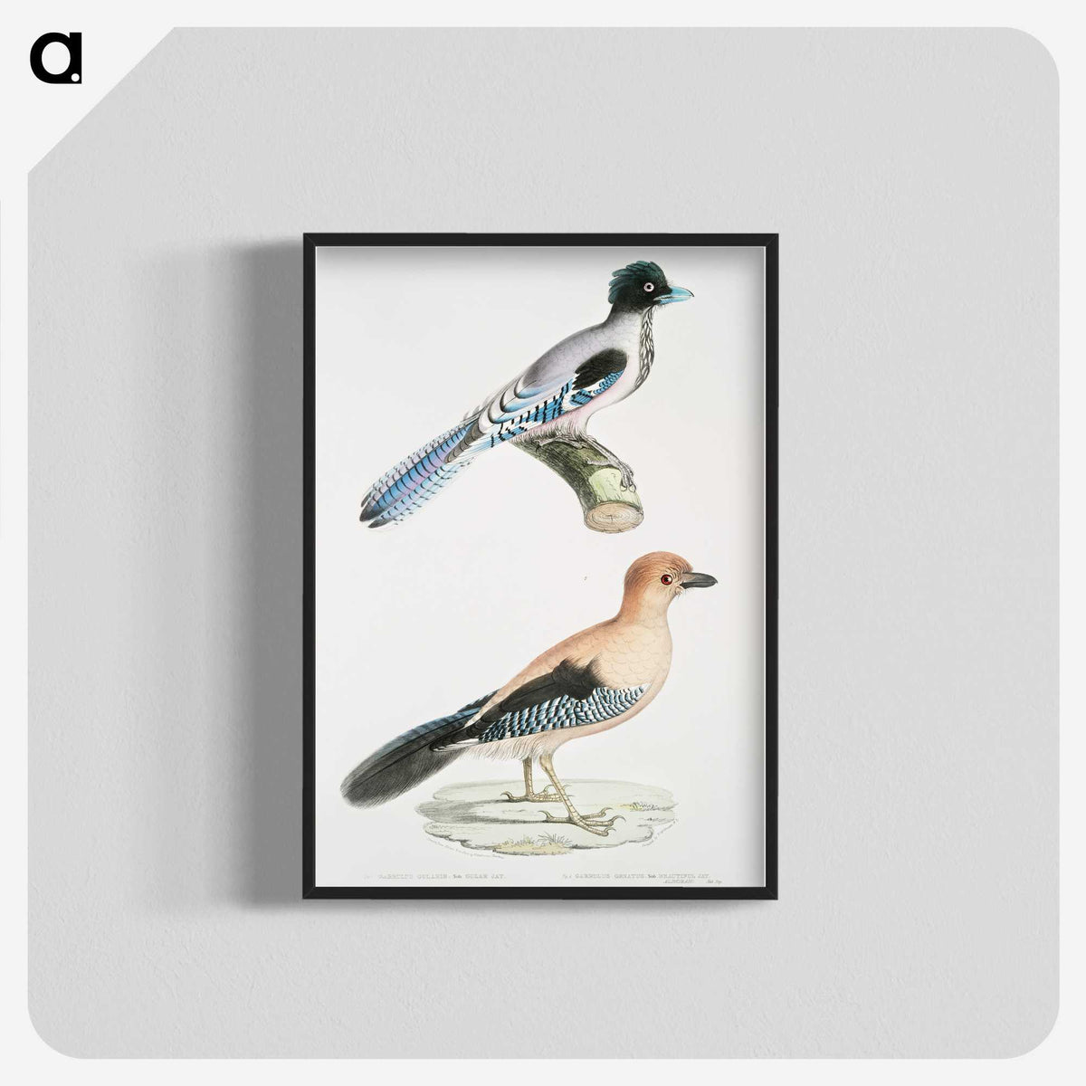 1-64_Indian-Zoology_blk-crop