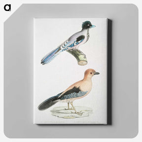 1-64_Indian-Zoology_canvas