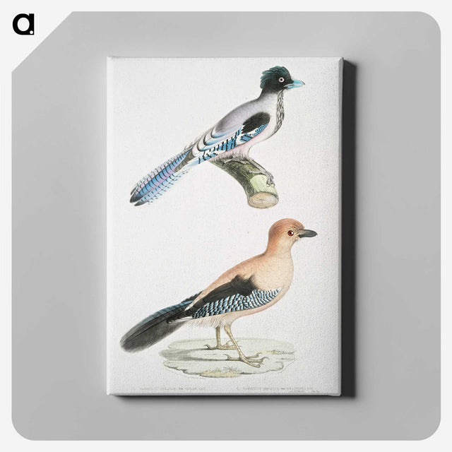 1-64_Indian-Zoology_canvas