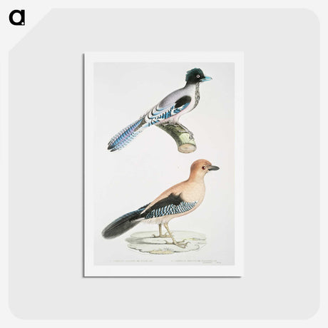 1-64_Indian-Zoology_hagaki