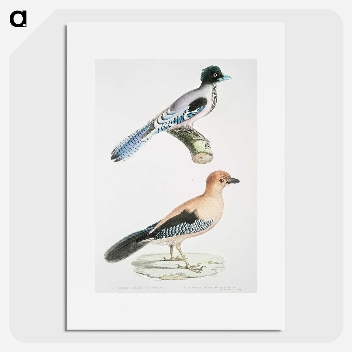1-64_Indian-Zoology_picture
