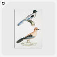 1-64_Indian-Zoology_postcard