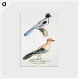 1-64_Indian-Zoology_postcard