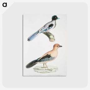 1-64_Indian-Zoology_postcard