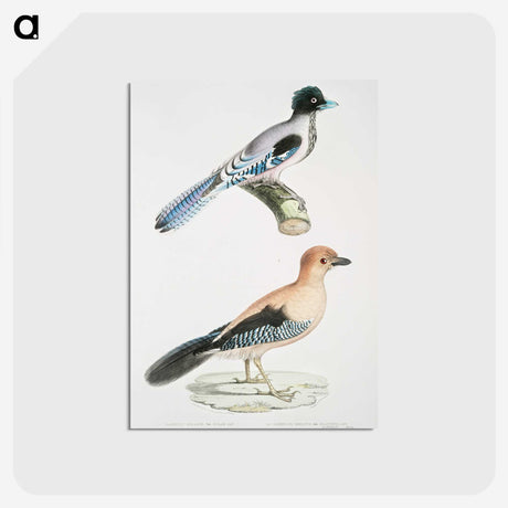 1-64_Indian-Zoology_postcard