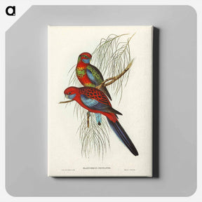 アートパネル-Pennant's Parakeet
 - ジョン グールド Canvas.