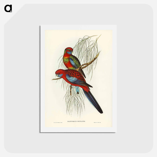 アートポストカード-Pennant's Parakeet
 - ジョン グールド Postcard.