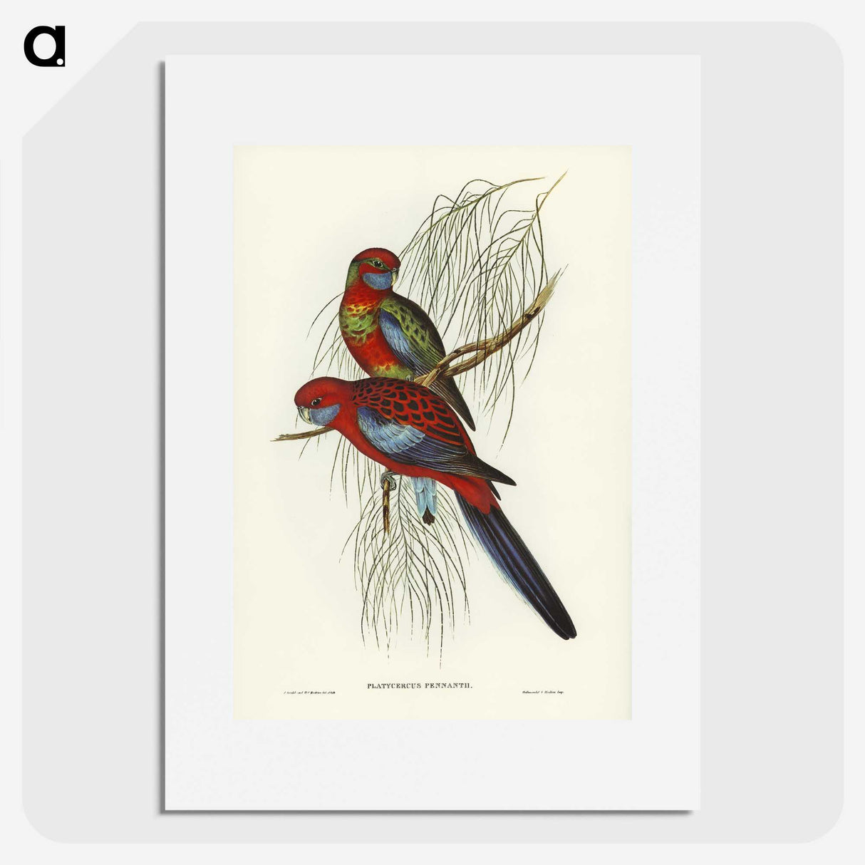 1-64_John-Gould_picture