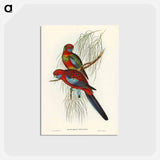 アートポストカード-Pennant's Parakeet
 - ジョン グールド Postcard.