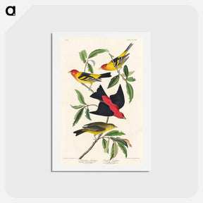 アートポストカード-Tanager Birds of America
 - ジョン ジェームス オーデュボン Postcard.