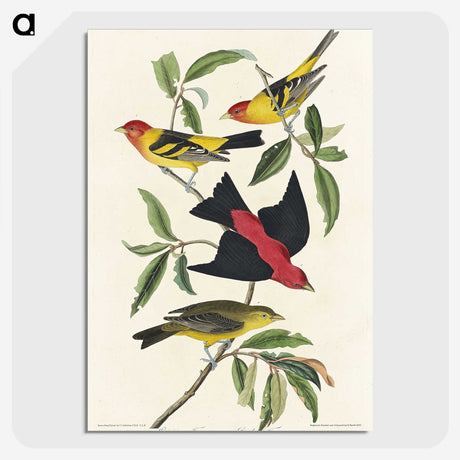 1-64_John-James-Audubon_picture-crop