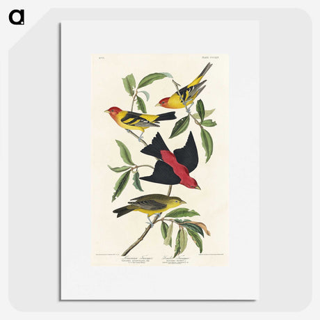 1-64_John-James-Audubon_picture