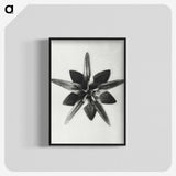 1-64_Karl-Blossfeldt_blk-crop