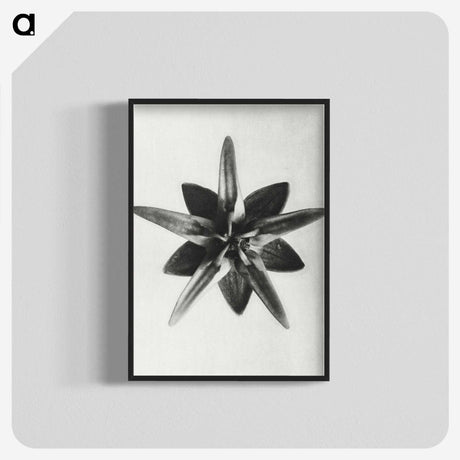 1-64_Karl-Blossfeldt_blk-crop