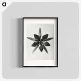 1-64_Karl-Blossfeldt_blk