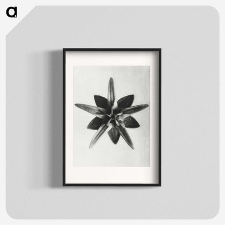 1-64_Karl-Blossfeldt_blk