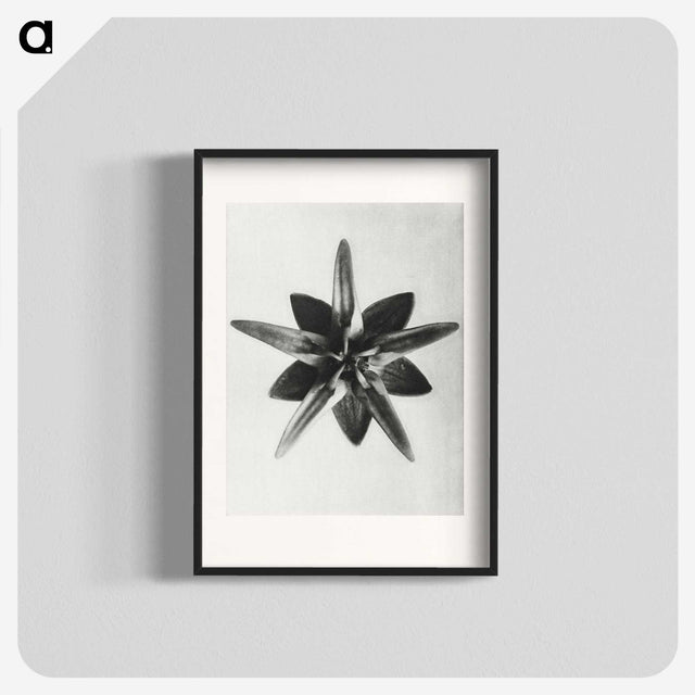 1-64_Karl-Blossfeldt_blk