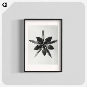 アートポスター-Asclepias Speciosa - カール ブロスフェルト Poster.