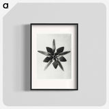 Asclepias Speciosa - Karl Blossfeldt Poster.