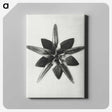 1-64_Karl-Blossfeldt_canvas