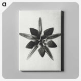 1-64_Karl-Blossfeldt_canvas