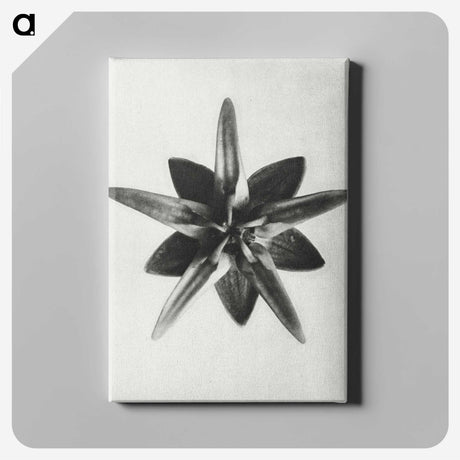 1-64_Karl-Blossfeldt_canvas