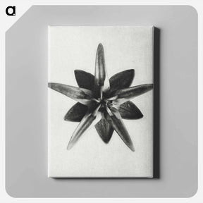 アートパネル-Asclepias Speciosa - カール ブロスフェルト Canvas.