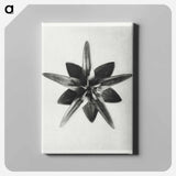 Asclepias Speciosa - Karl Blossfeldt Canvas.