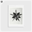 アートポストカード-Asclepias Speciosa - カール ブロスフェルト Postcard.