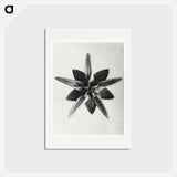 アートポストカード-Asclepias Speciosa - カール ブロスフェルト Postcard.