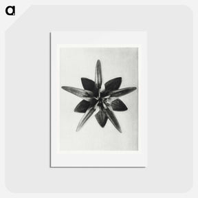 アートポストカード-Asclepias Speciosa - カール ブロスフェルト Postcard.