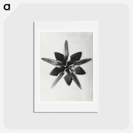 アートポストカード-Asclepias Speciosa - カール ブロスフェルト Postcard.