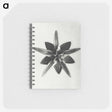 1-64_Karl-Blossfeldt_memo