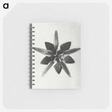 1-64_Karl-Blossfeldt_memo