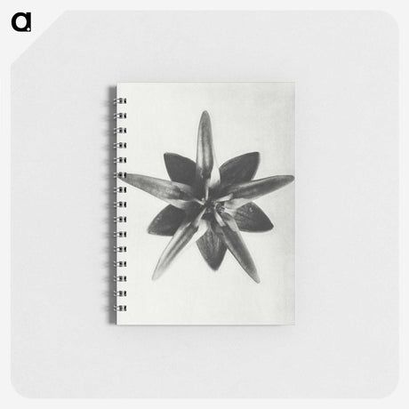 1-64_Karl-Blossfeldt_memo