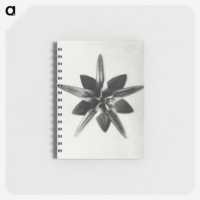1-64_Karl-Blossfeldt_memo