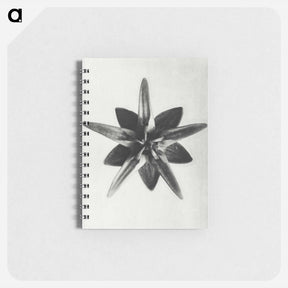 アートメモ帳-Asclepias Speciosa - カール ブロスフェルト Memo.