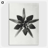 1-64_Karl-Blossfeldt_picture-crop