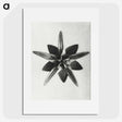1-64_Karl-Blossfeldt_picture