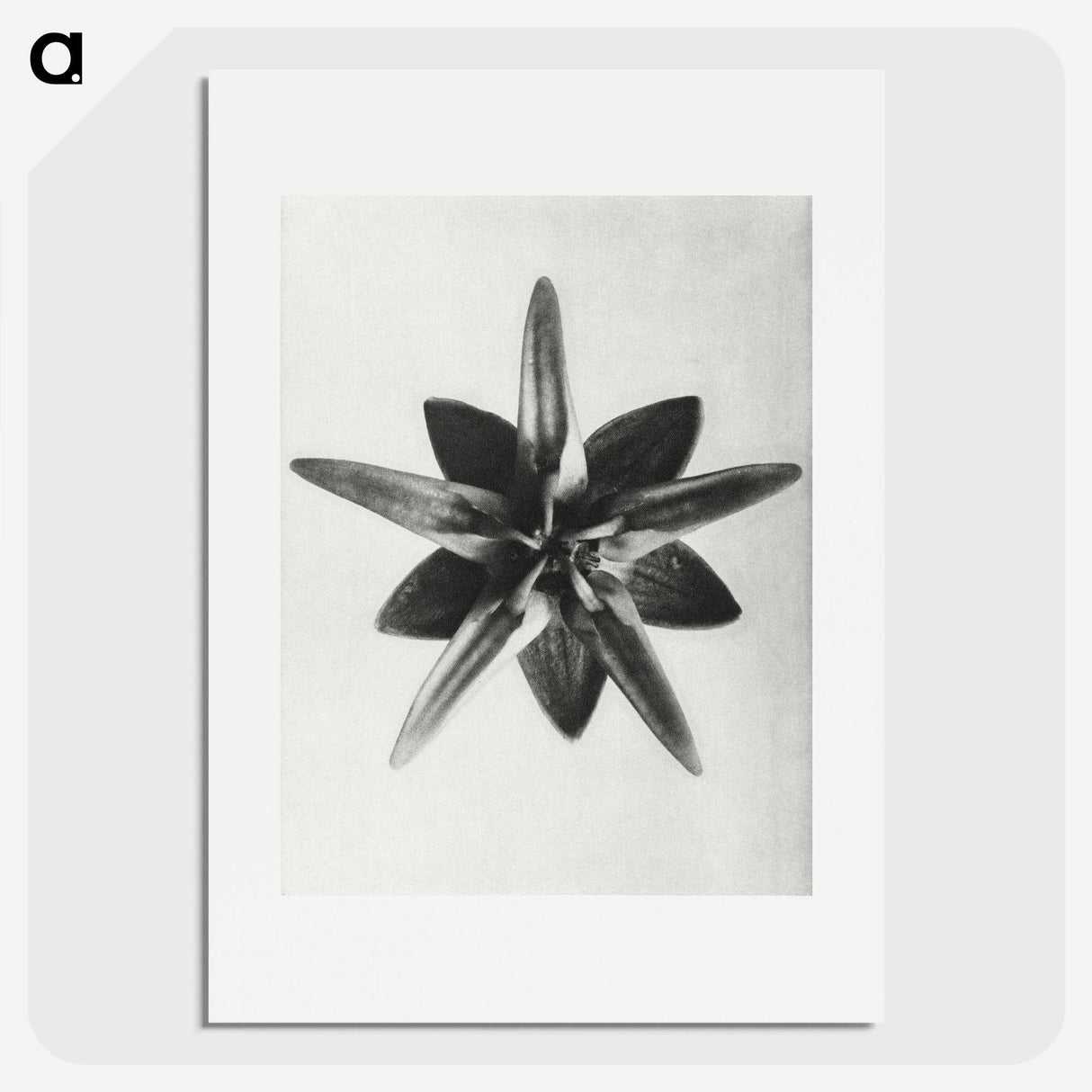 1-64_Karl-Blossfeldt_picture