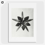 1-64_Karl-Blossfeldt_picture