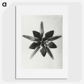 1-64_Karl-Blossfeldt_picture
