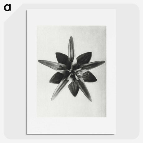 1-64_Karl-Blossfeldt_picture