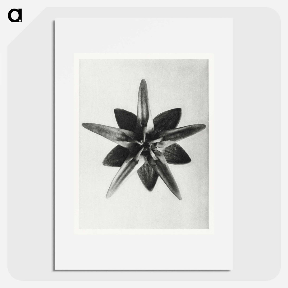 Asclepias Speciosa - Karl Blossfeldt Poster.