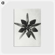 1-64_Karl-Blossfeldt_postcard
