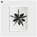 アートポストカード-Asclepias Speciosa - カール ブロスフェルト Postcard.