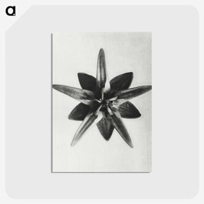 1-64_Karl-Blossfeldt_postcard