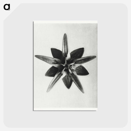 アートポストカード-Asclepias Speciosa - カール ブロスフェルト Postcard.