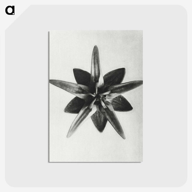 1-64_Karl-Blossfeldt_postcard